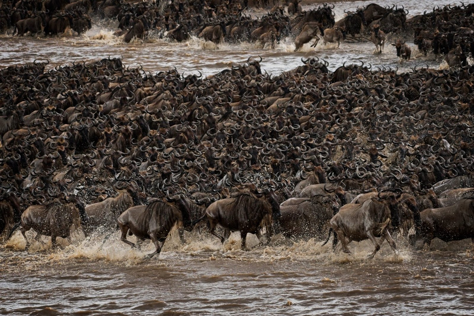Die grosse Tierwanderung in Ostafrika – Gnus queren den Fluss.